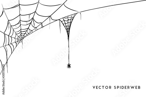 Halloween spider web and spiders isolated on white background
