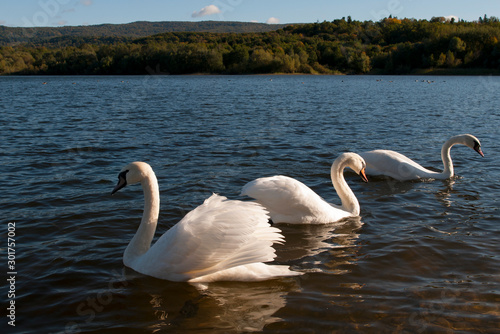 white swans on a beautiful lake on a clear sunny day