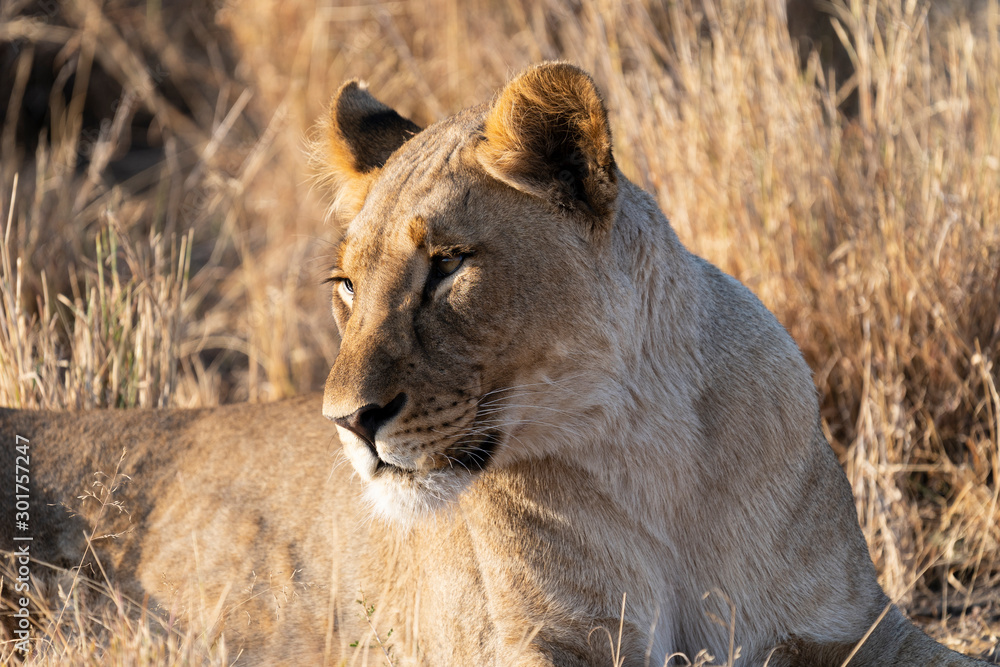 Naklejka premium lion portrait 