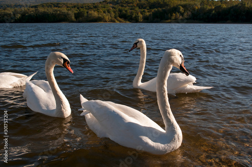 white swans on a beautiful lake on a clear sunny day