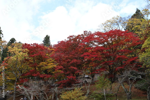 秋の空 紅葉