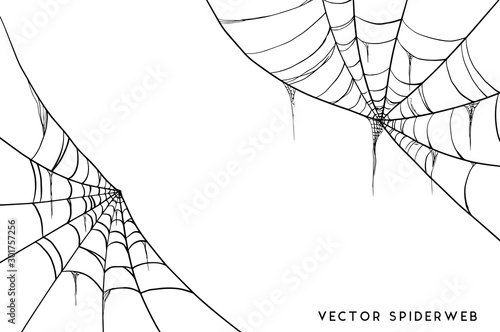 Halloween spider web and spiders isolated on white background