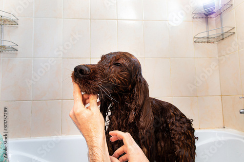 Owner washing Irish Setter dog in bathtub © Alexandr