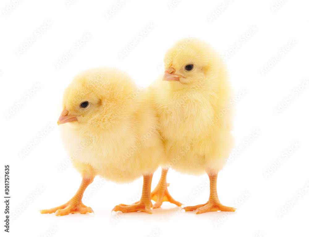 Two small chickens.