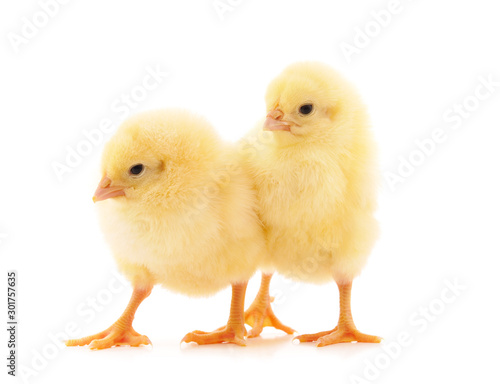 Wallpaper Mural Two small chickens. Torontodigital.ca