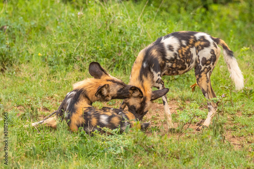 African wild dogs ( Lycaon Pictus) play fighting, Madikwe Game Reserve, South Africa.