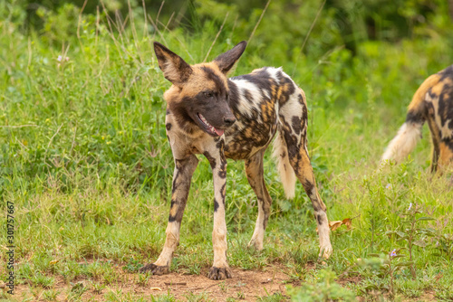 African wild dog ( Lycaon Pictus) looking alert, Madikwe Game Reserve, South Africa.