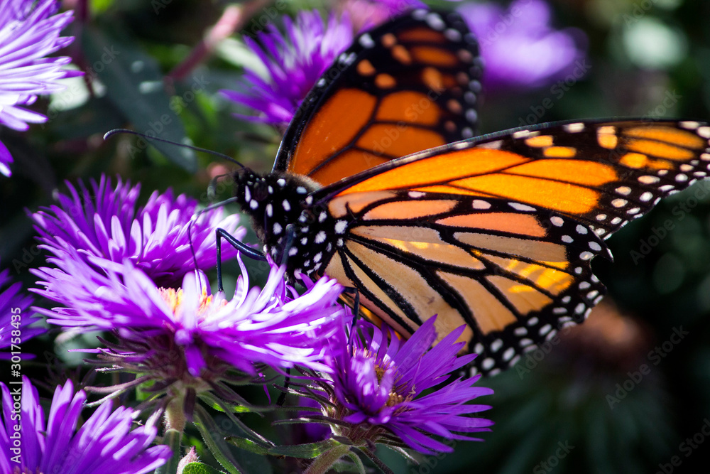Obraz premium Monarch Butterfly