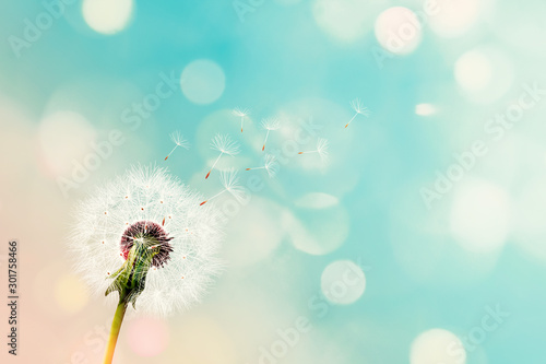 Dandelion seeds being carried by the wind with a blurred pink blue background and bokeh lights. dandelion seeds with abstract background.