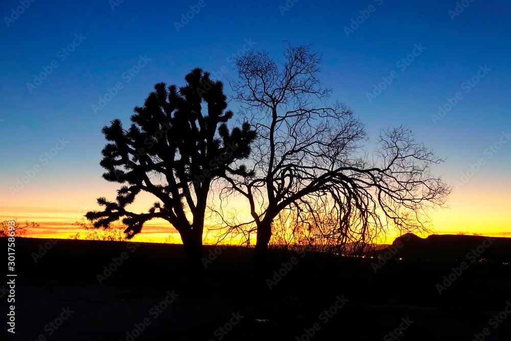 SILHOUETTE: Golden and blue sky spans above a yucca palm, dry tree and shrubs.