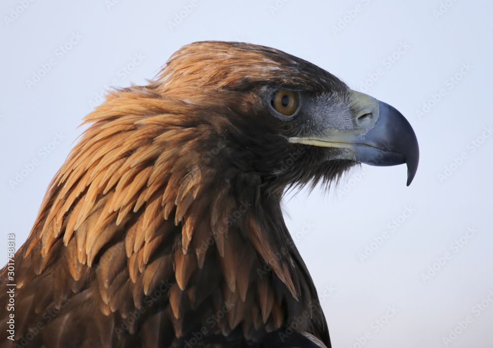 Hunting with golden eagle in the steppes of Kazakhstan Hunting with golden eagle in the steppes of Kazakhstan