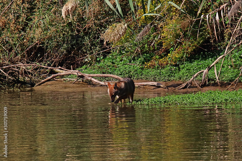 A golden jackal (Canis aureus) scavanging and hunting for small animals on the shore of a small lake photo