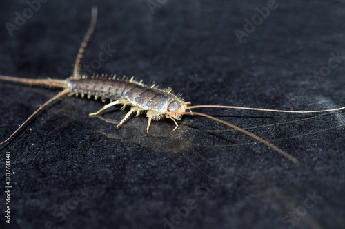 Closeup of a long tailed silverfish (Ctenolepisma longicaudata) also called gray silverfish. It has a grain of sugar in its mouth. photo