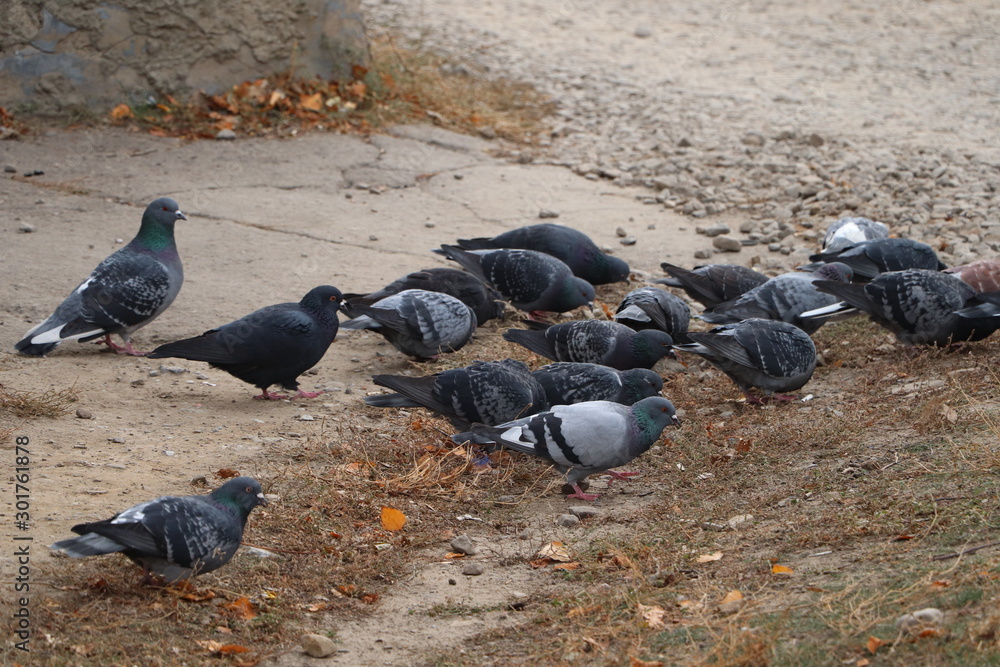 Fototapeta premium flock of pigeons eating food in autumn park