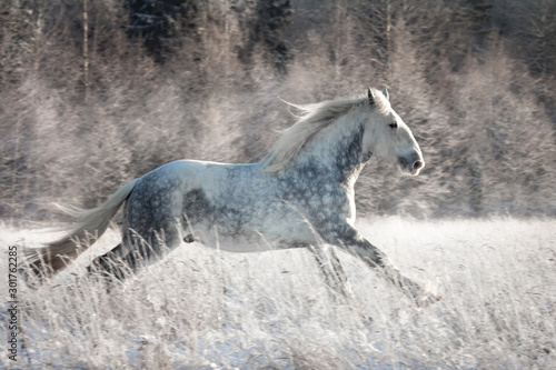 Beautiful grey black shire stallion running in winter
