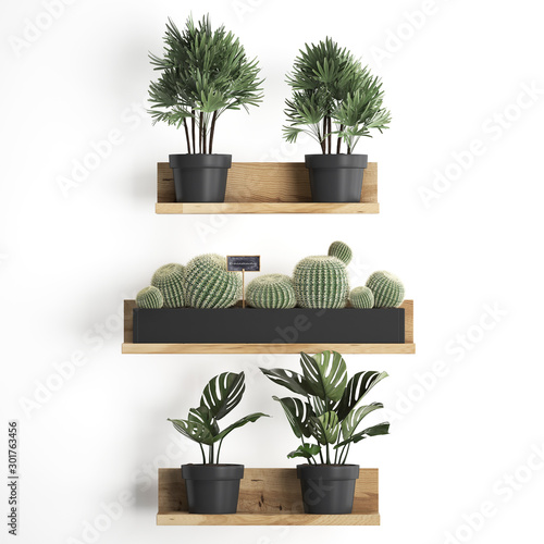 3d illustration of decorative shelves with potted plants photo