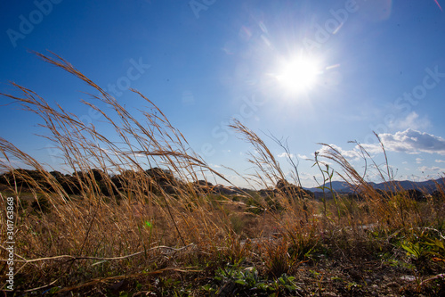 Photography steppe in Japan: tall grass - a sunny day in spring on the road between Tokyo an