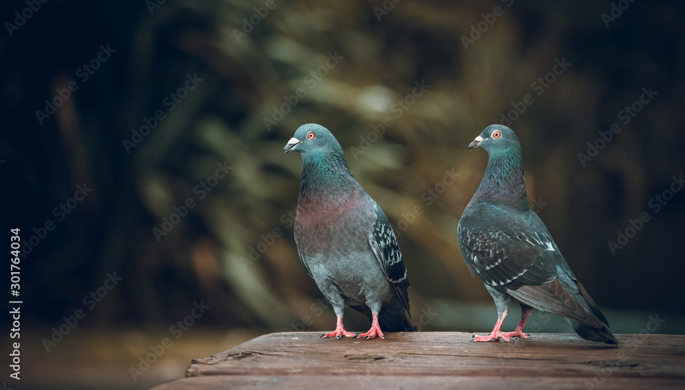 Obraz premium Pigeons love. Two Pigeons in love in park