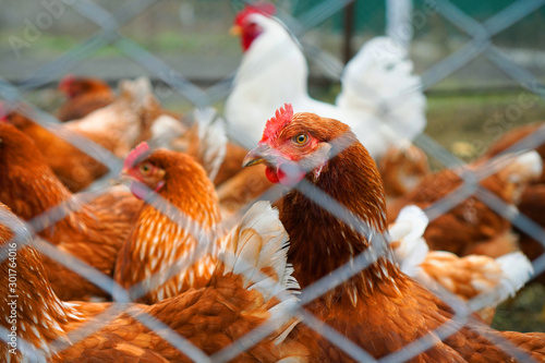 Tablou canvas Hens poultry farm
