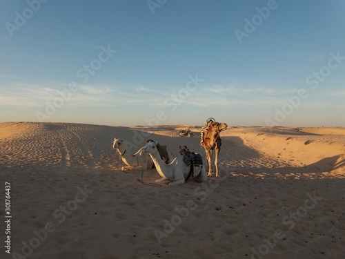 Camels in the Sahara photo