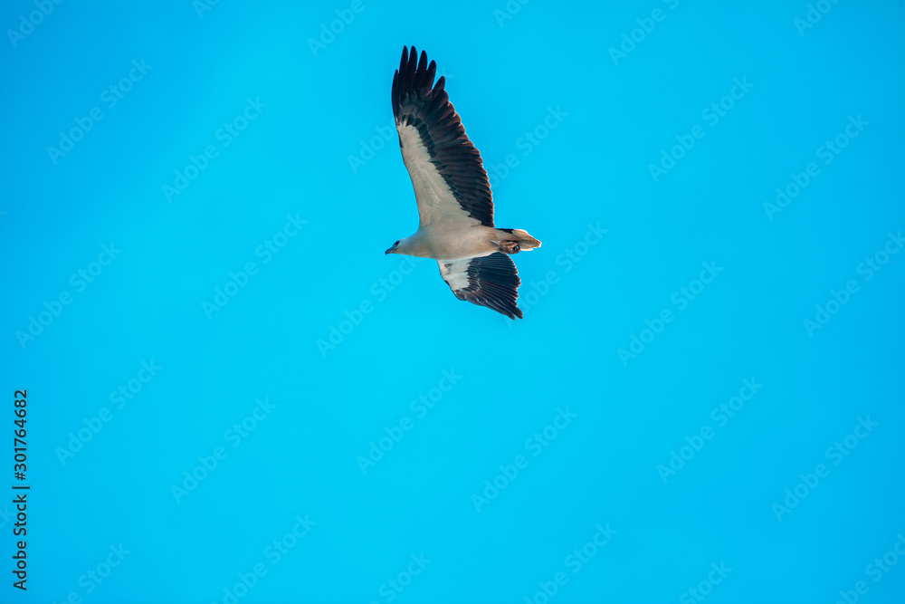 Obraz premium Haliaeetus leucogaster flying in the sky in Hong Kong