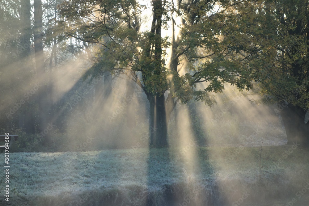 Fototapeta premium Sonnenstrahlen bei Frost im Herbst