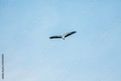 Haliaeetus leucogaster flying in the sky in Hong Kong © YiuCheung
