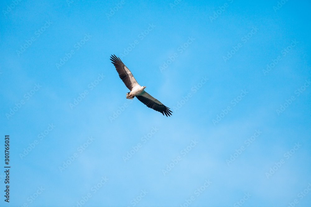 Haliaeetus leucogaster flying in the sky in Hong Kong