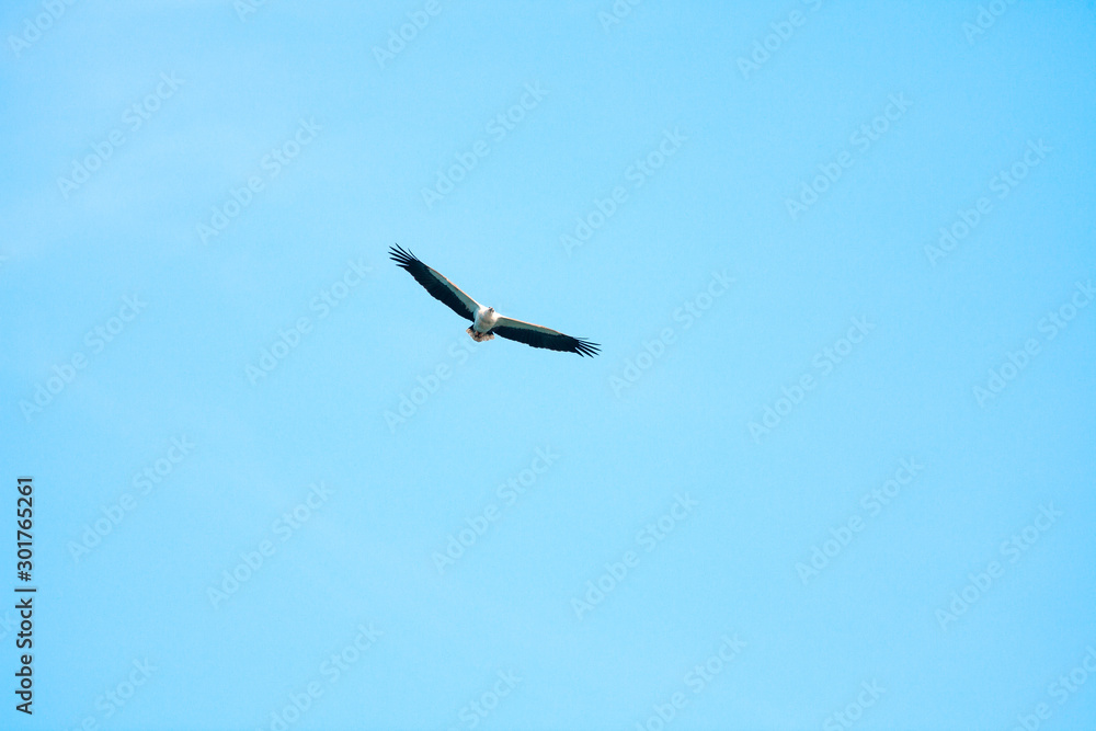 Obraz premium Haliaeetus leucogaster flying in the sky in Hong Kong