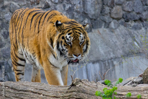 Tiger walking © Talli