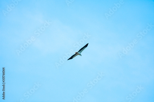 Haliaeetus leucogaster flying in the sky in Hong Kong