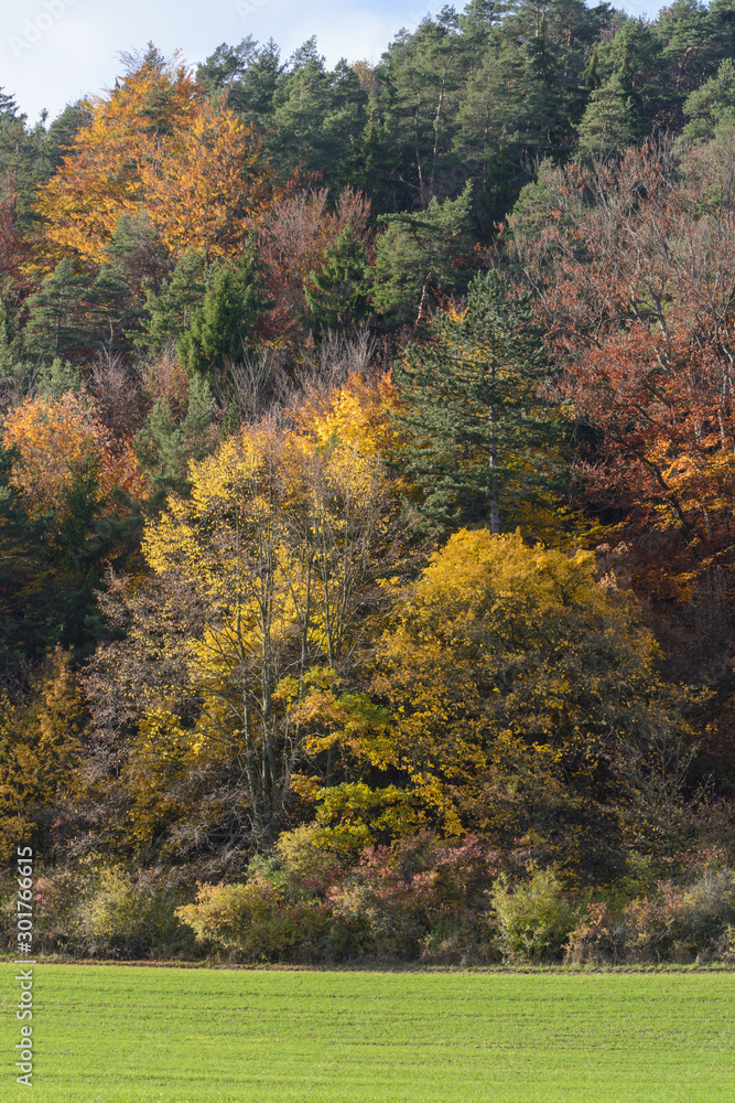 Herbstfarben bei Sonnenschein im Thüringer Wald Herbstfarben bei Sonnenschein im Thüringer Wald