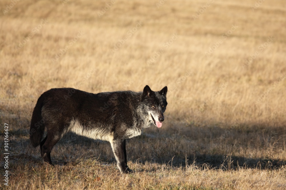 Fototapeta premium A north american wolf (Canis lupus) staying in the gold dry grass in front of the forest. Calm, black and big north american wolf male.