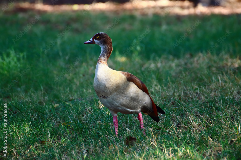 An Egyptian goose (Alopochen aegyptiaca) strolling on the grass in a park An Egyptian goose (Alopochen aegyptiaca) strolling on the grass in a park