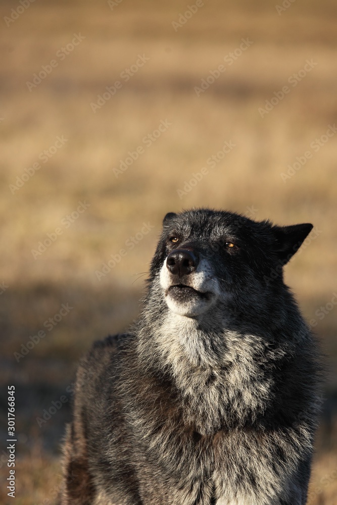 A north american wolf (Canis lupus) staying in the dry grass in front of the forest. Calm, black and big north american wolf male. Portrait.