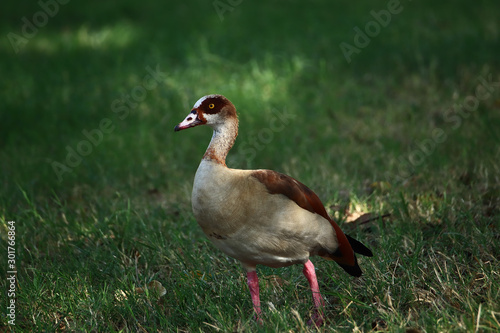 An Egyptian goose (Alopochen aegyptiaca) strolling on the grass in a park