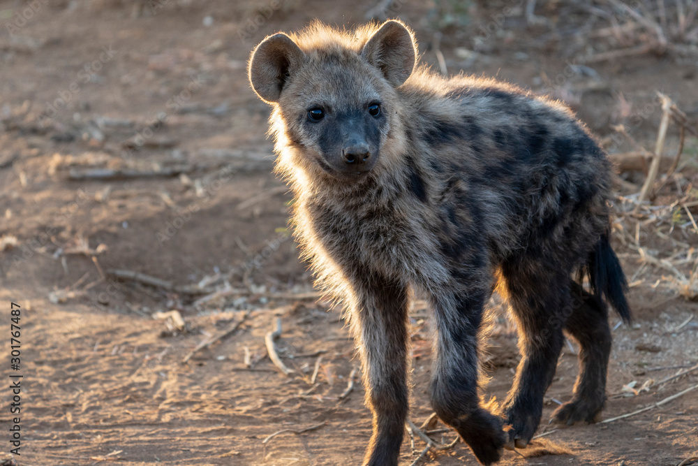 hyena cub in National park in South Africa hyena cub in National park in South Africa