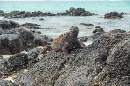 Iguana - Galápagos Islands © Camille