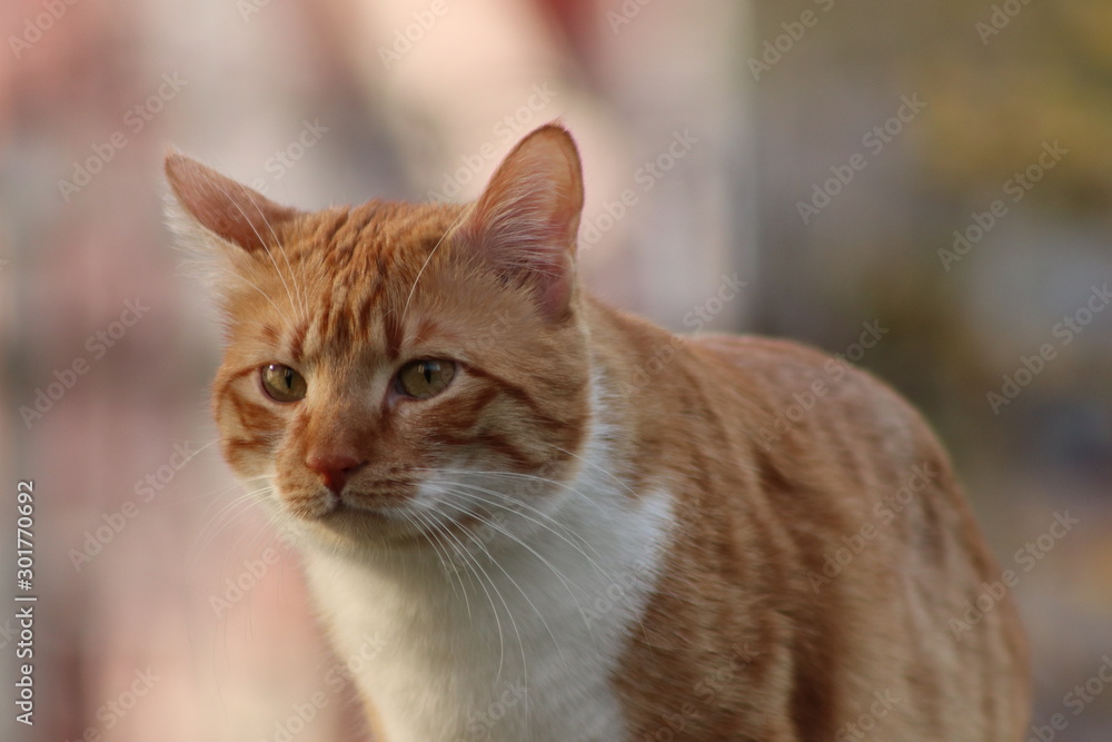 cat cat
