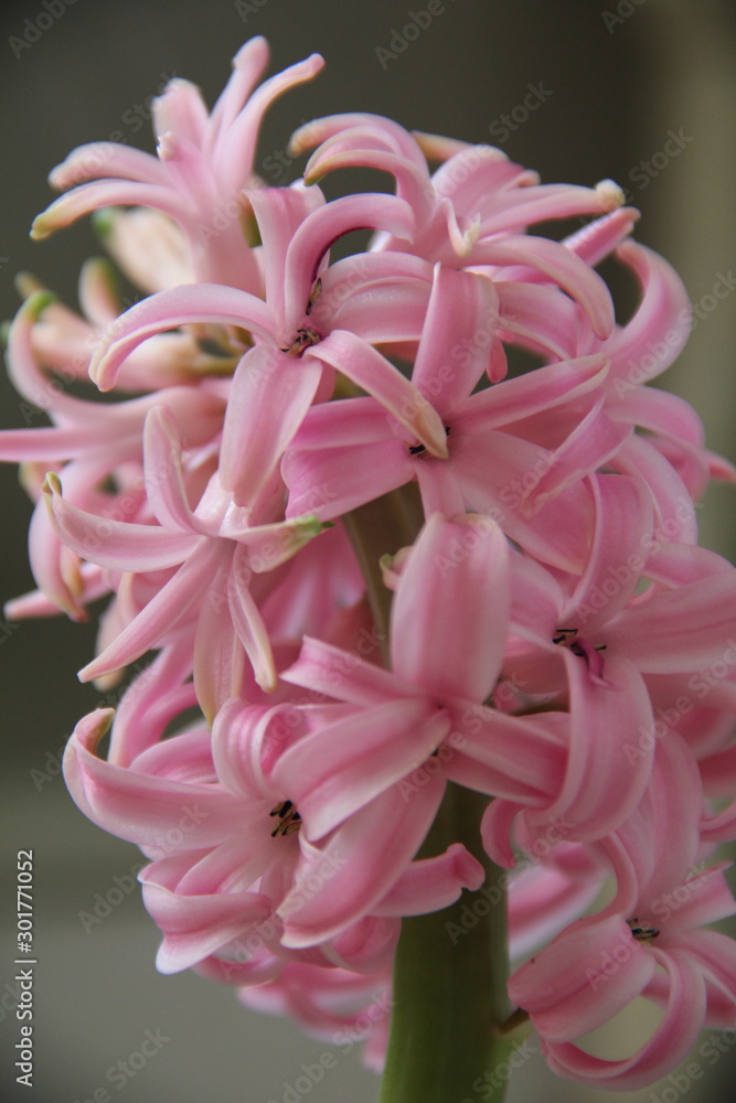 pink peony flower