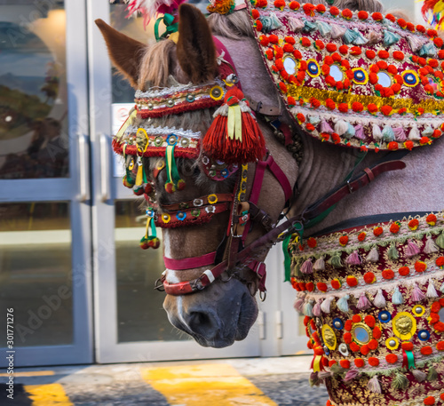 A horse with Sicilian cart (carretto siciliano), decorated horse harness, adorned horse pulling the Sicilian cart (carrettu sicilianu) - Image