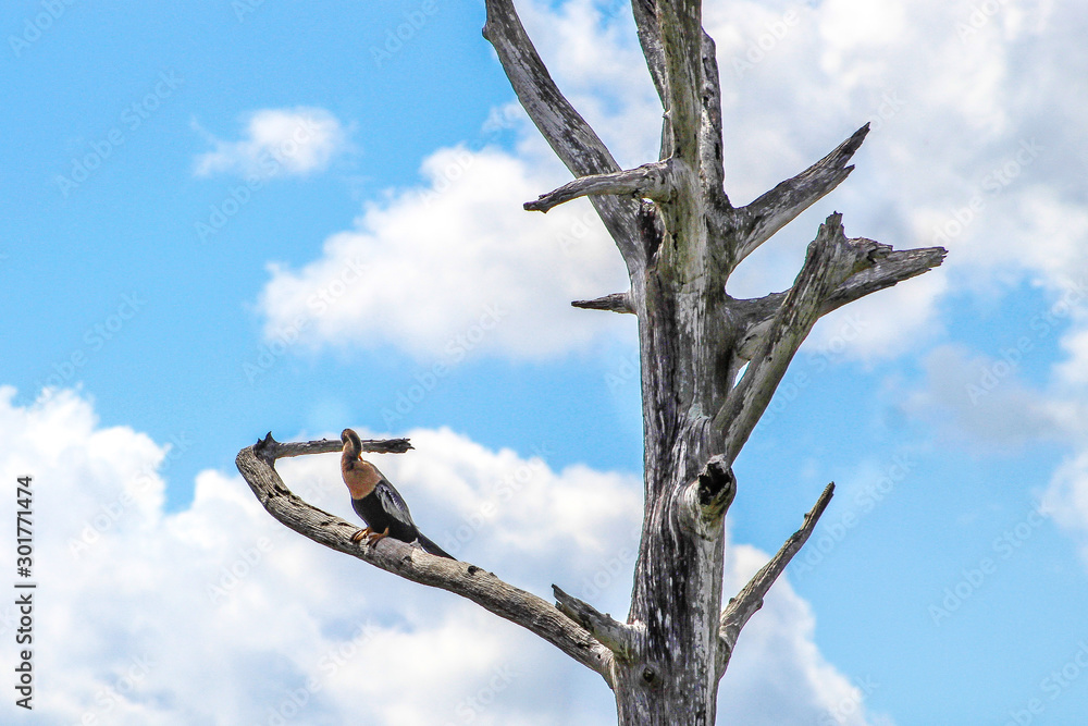 bird perched in a tree in the marsh of Florida bird perched in a tree in the marsh of Florida