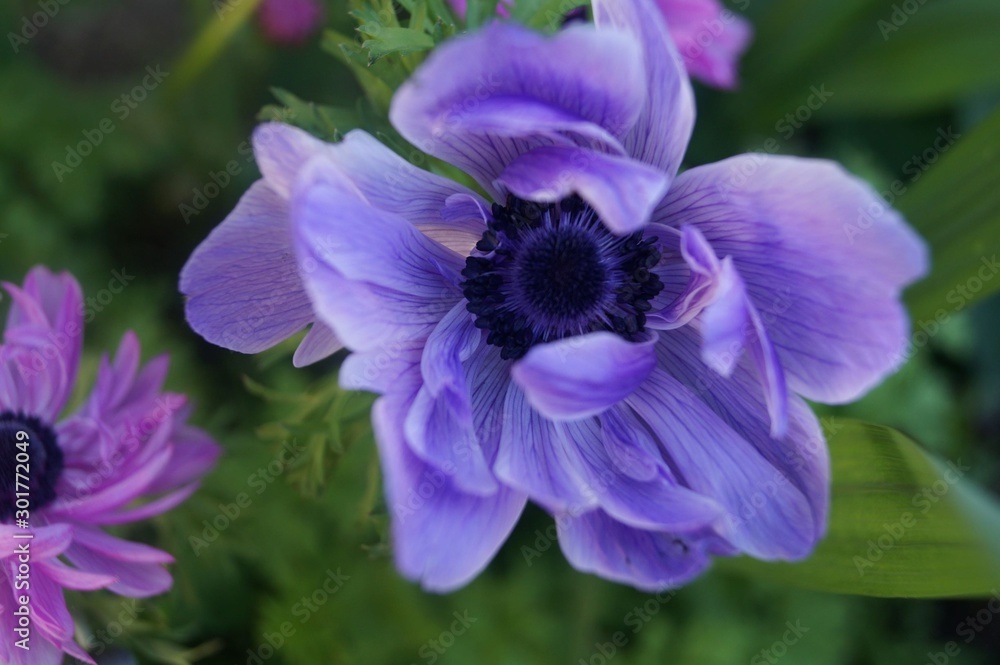 Obraz premium bee on a flower