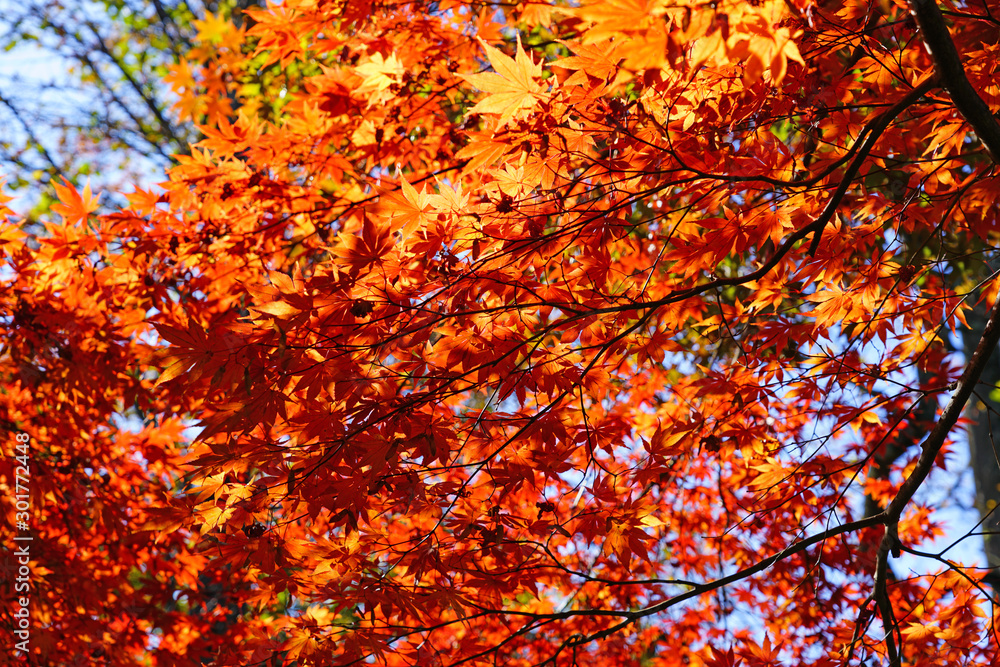 Red foliage of a Japanese Maple tree in the fall