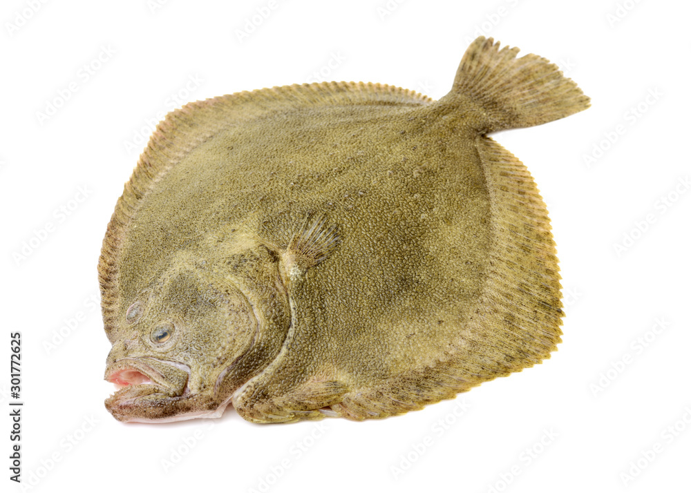 Fresh ray fish isolated on white background