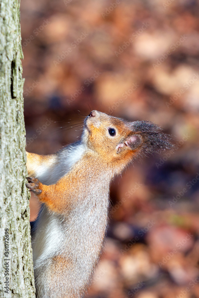 A curious red squirrel with fluffy ears makes its way along the trunk of a tree. A curious red squirrel with fluffy ears makes its way along the trunk of a tree.