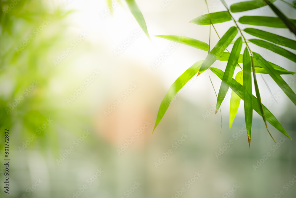 Fototapeta Bambus opuszcza, Zielony liść na zamazanym zieleni tle. Piękna liść tekstura w świetle słonecznym. Naturalne tło. zbliżenie makra z wolnym miejscem na tekst.