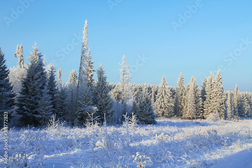 Beautiful winter forest. Snow covered trees. Background. Scenery.