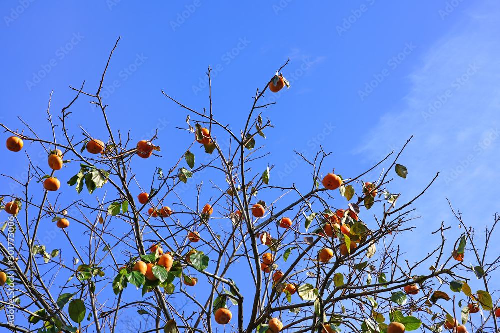 Orange persimmon kaki fruits growing on a tree in the fall Orange persimmon kaki fruits growing on a tree in the fall