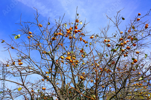Orange persimmon kaki fruits growing on a tree in the fall photo